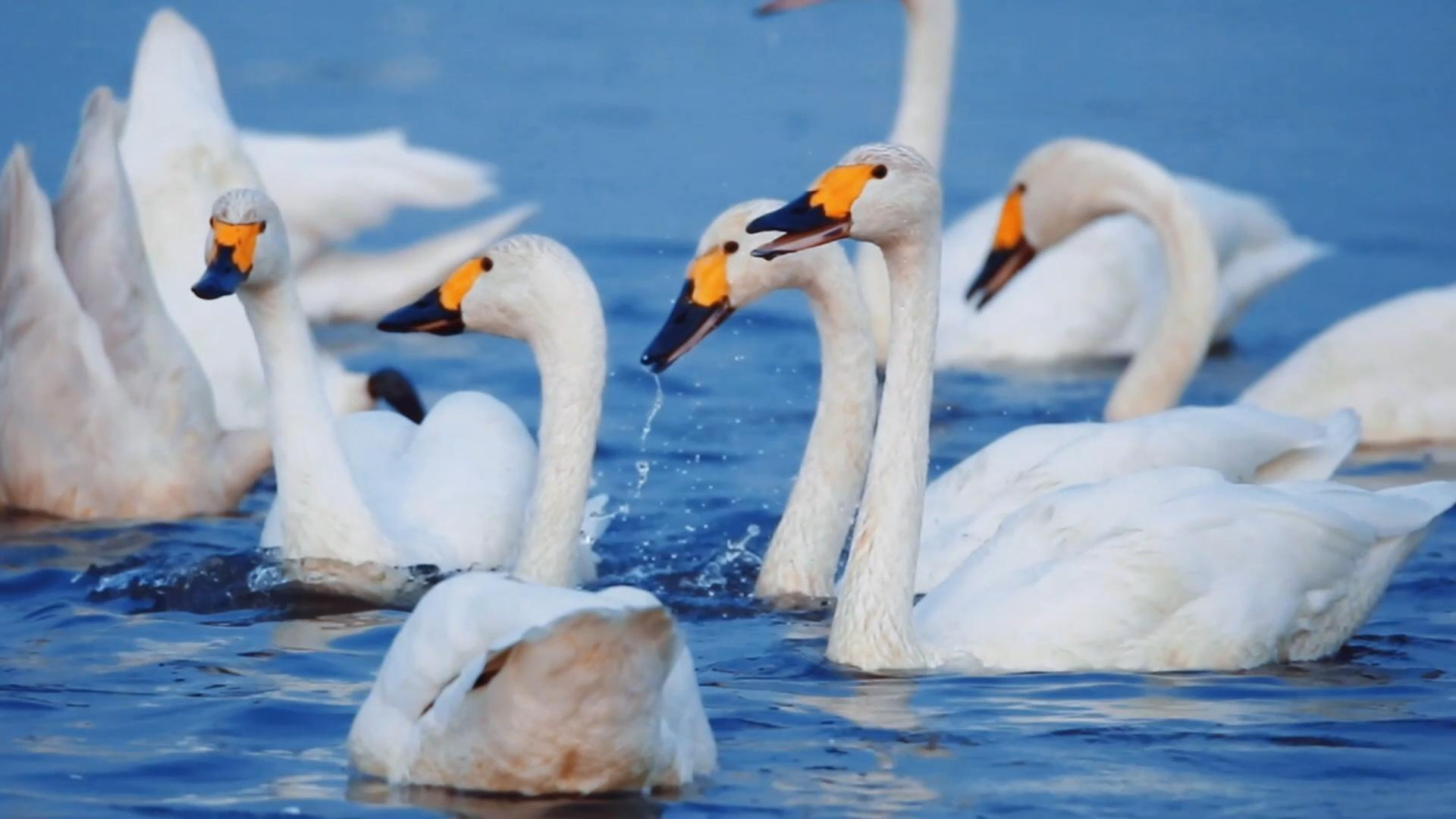 内蒙古巴林右旗：春回天鹅舞